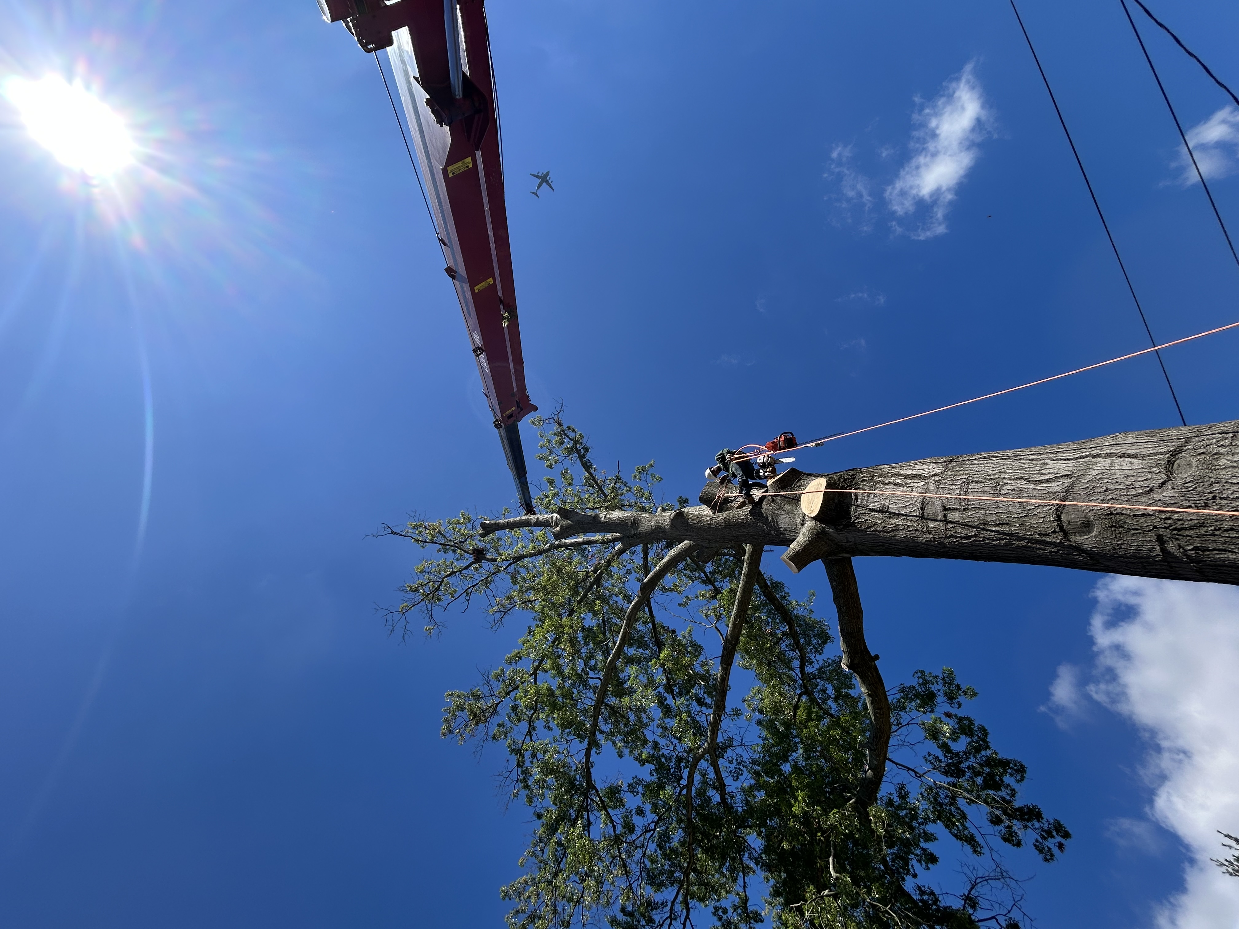 Tree Removal